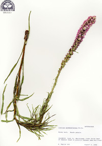 Liatris pycnostachya image