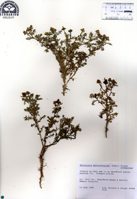 Matricaria discoidea image