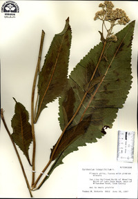 Parthenium integrifolium image