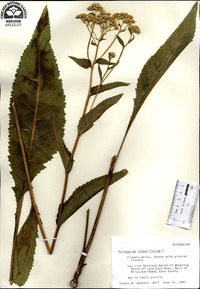 Parthenium integrifolium image