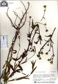 Picris hieracioides image