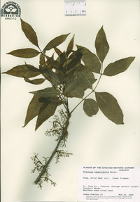 Fraxinus pennsylvanica image