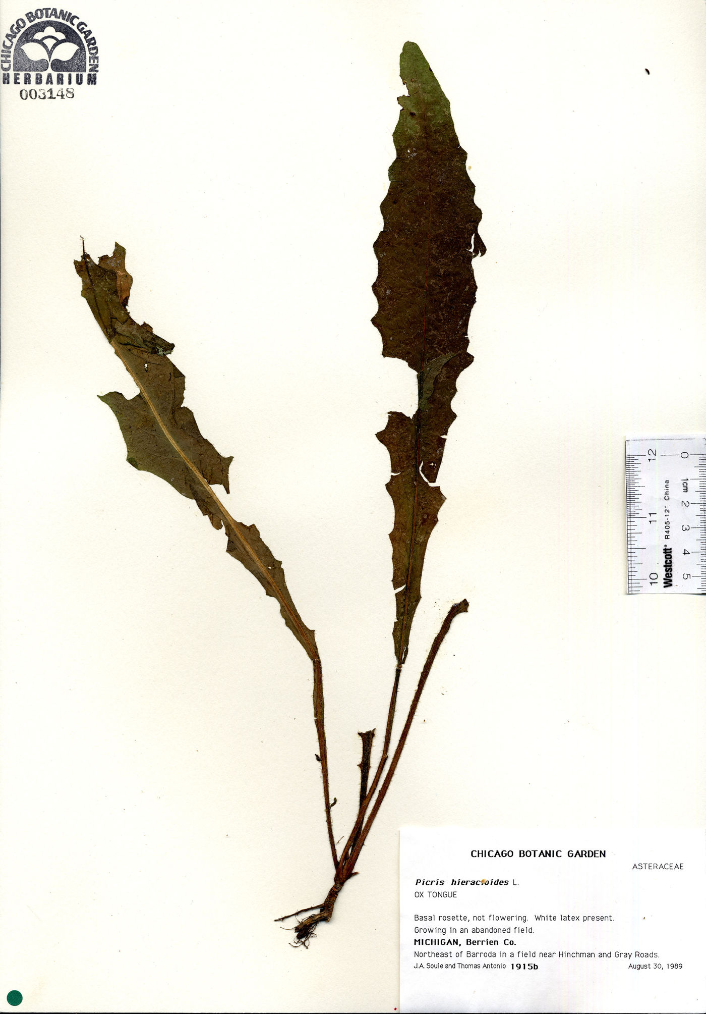 Picris hieracioides image