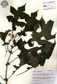 Polymnia canadensis image