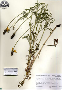 Ratibida columnifera image