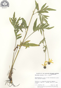 Ratibida pinnata image