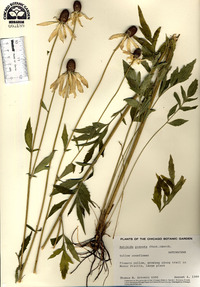 Ratibida pinnata image