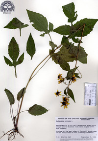 Rudbeckia triloba image