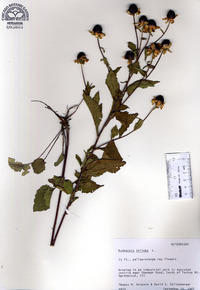 Rudbeckia triloba image