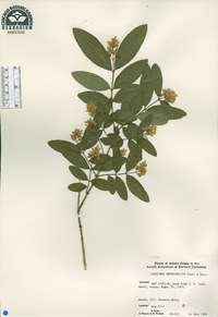 Ligustrum obtusifolium image