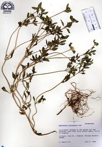 Sanvitalia procumbens image