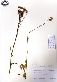 Senecio pseudaureus image