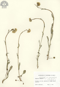 Senecio pseudaureus var. semicordatus image