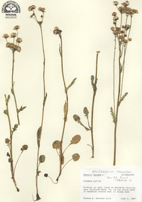 Senecio pseudaureus var. semicordatus image