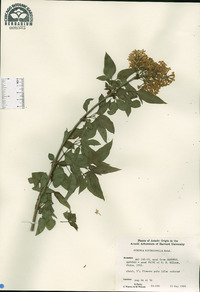 Image of Syringa diversifolia