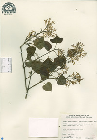 Syringa oblata subsp. dilatata image