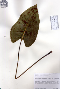 Silphium terebinthinaceum image