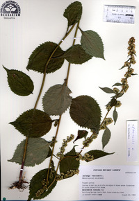 Solidago flexicaulis image