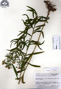 Solidago graminifolia image