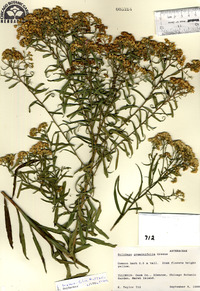 Solidago graminifolia var. nuttallii image