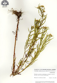 Solidago graminifolia var. media image