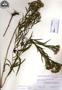 Euthamia caroliniana image