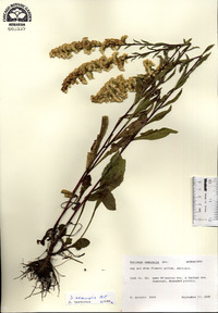 Solidago nemoralis image