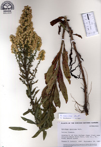 Solidago speciosa image