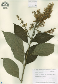 Syringa x prestoniae image