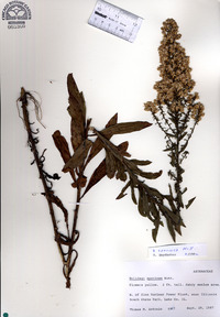 Solidago speciosa image