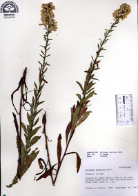 Solidago speciosa image