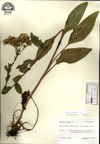 Solidago rigida image