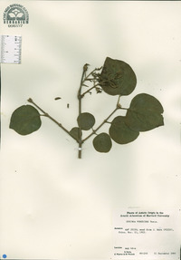 Syringa pubescens image