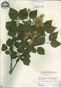 Syringa pubescens image