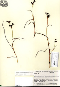 Juncus alpinoarticulatus subsp. rariflorus image