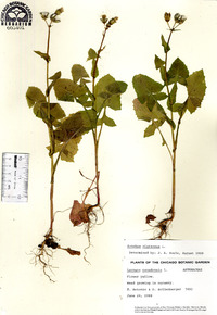 Sonchus oleraceus image