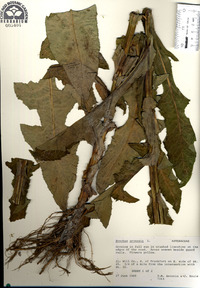 Sonchus arvensis image