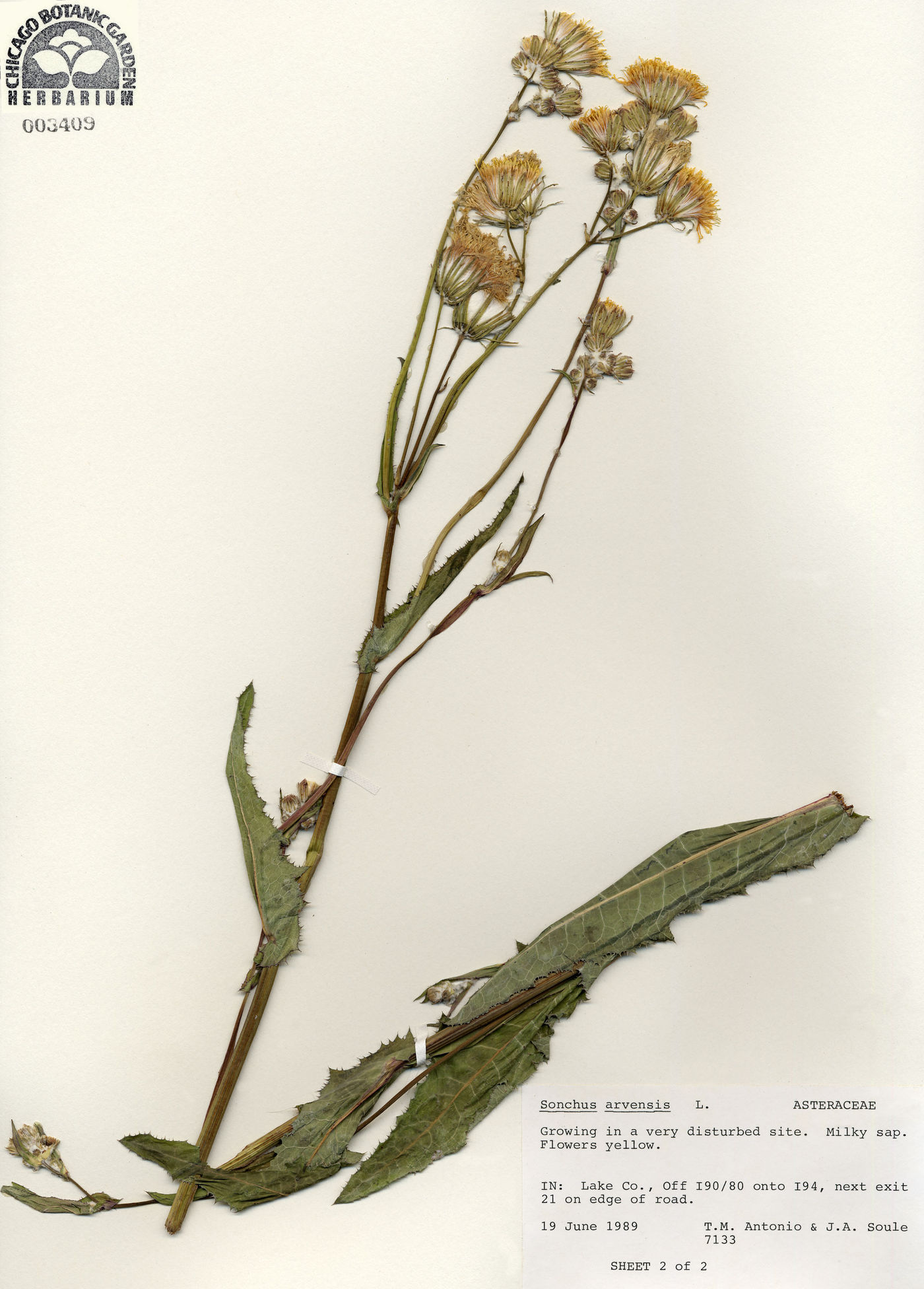 Sonchus arvensis image