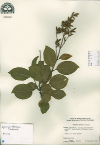 Syringa komarowii image