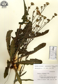 Sonchus arvensis image