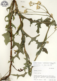 Sonchus arvensis image