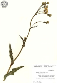Sonchus arvensis image
