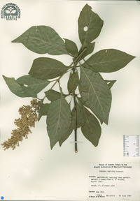 Syringa komarowii image