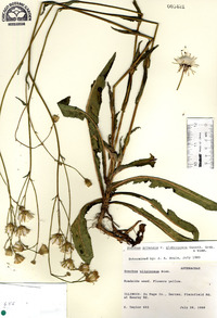 Sonchus arvensis image