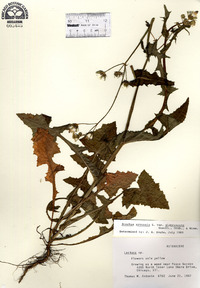 Sonchus arvensis image