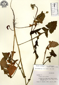 Sonchus arvensis image