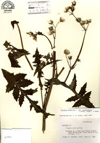 Sonchus arvensis image