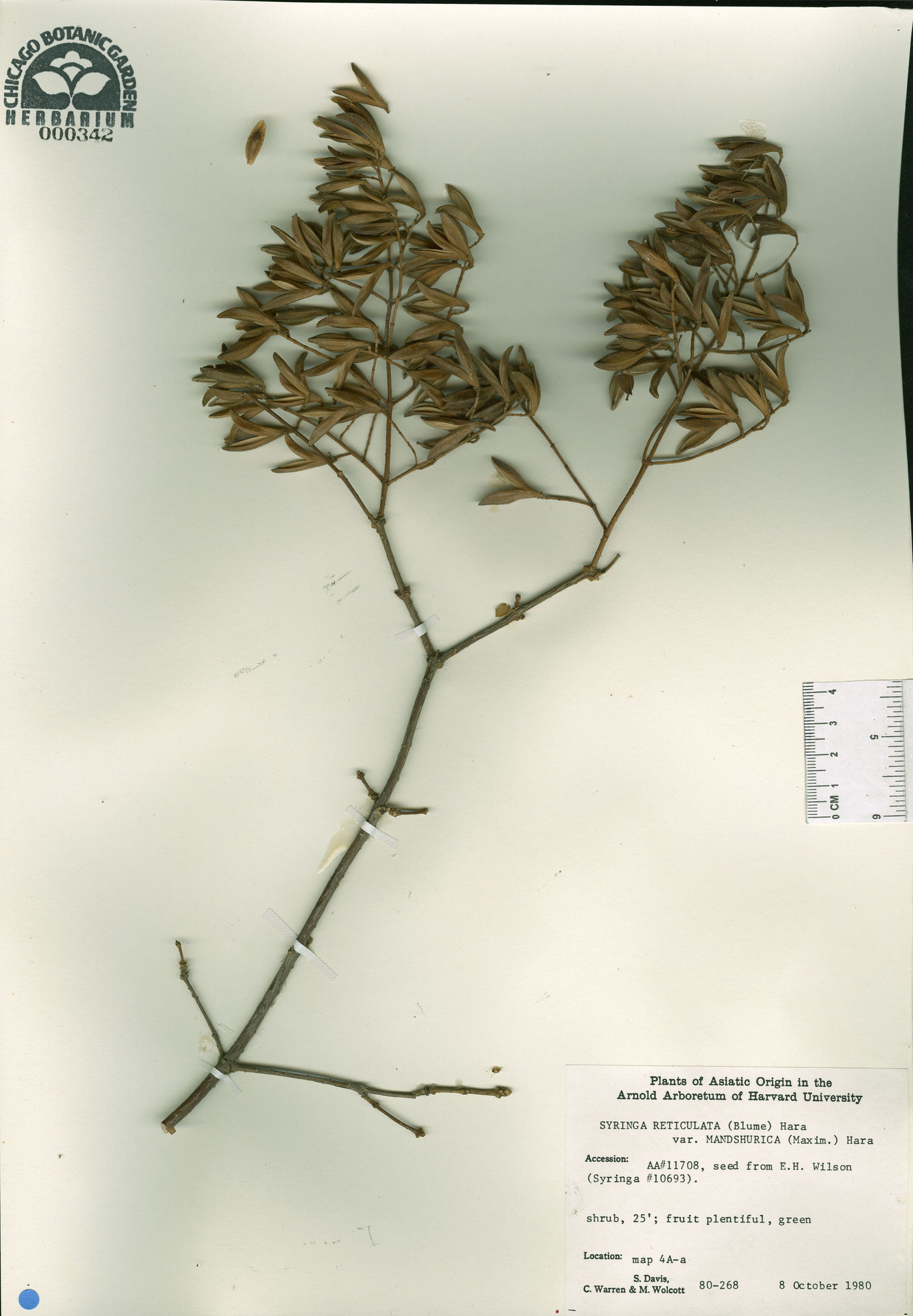 Syringa reticulata subsp. amurensis image