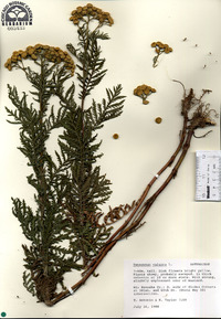 Tanacetum vulgare image