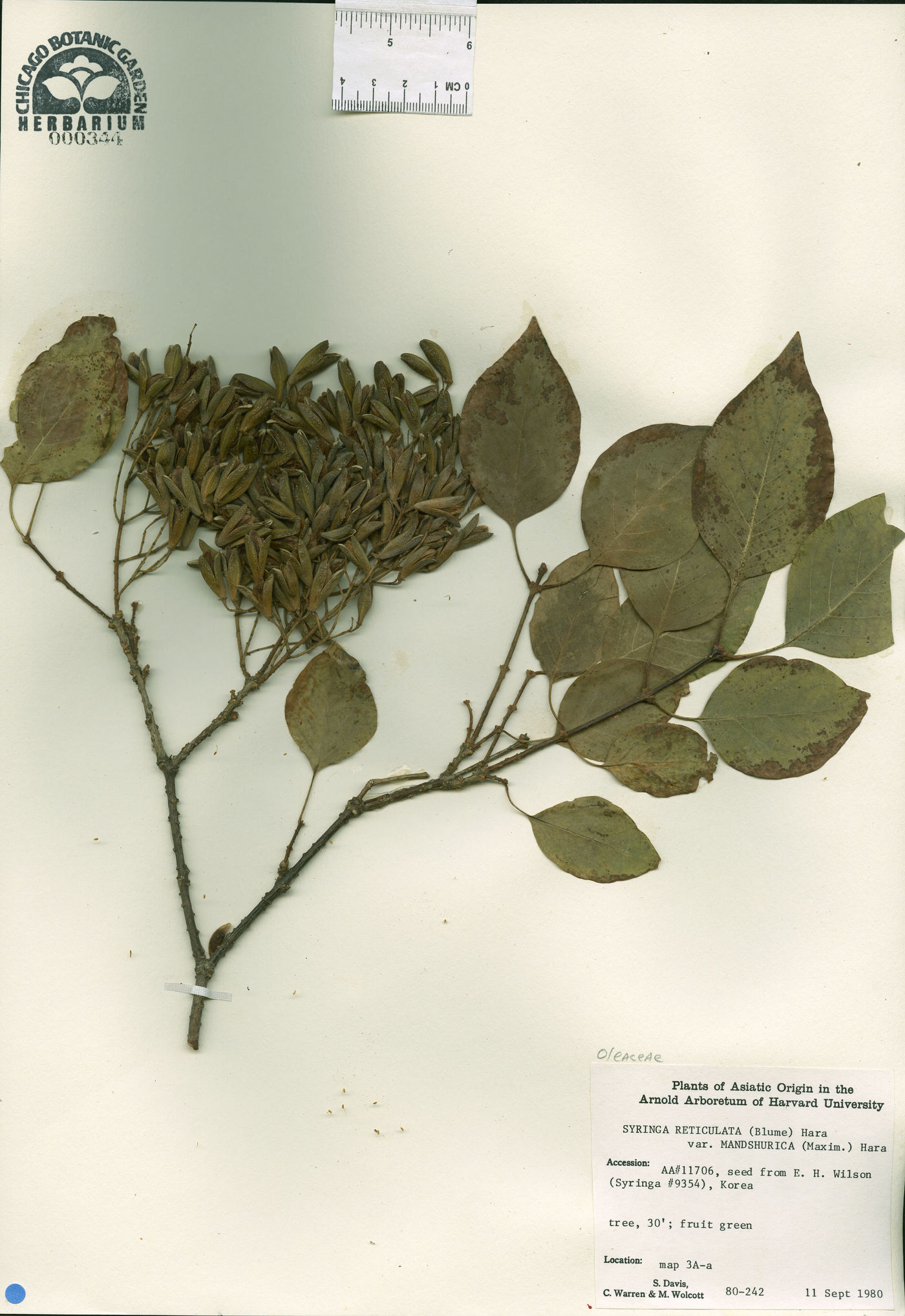 Syringa reticulata subsp. amurensis image